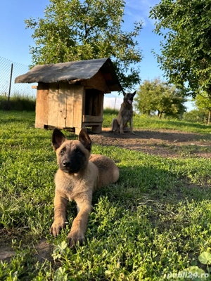 Pui Ciobanesc Belgian