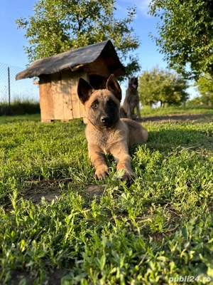 Pui Ciobanesc Belgian - imagine 2