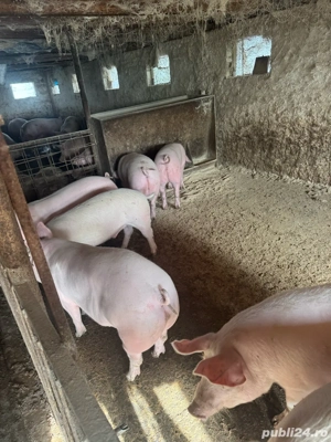 porci crescuti de mine 120kg ultimele 5 bucati  - imagine 3