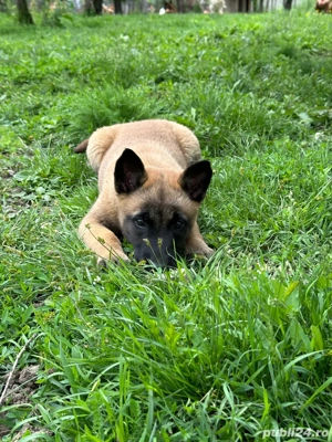 Pui Ciobanesc Belgian - imagine 3