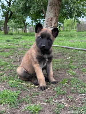 Pui Ciobanesc Belgian - imagine 4