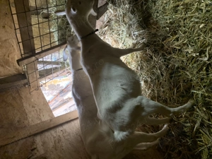 Vand capre saanen foarte bune de lapte - imagine 3