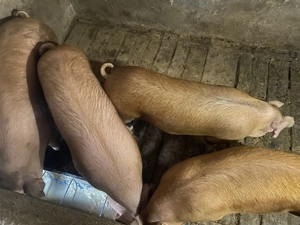 Vând porci 100-120 kg și unul peste 200 kg - imagine 5