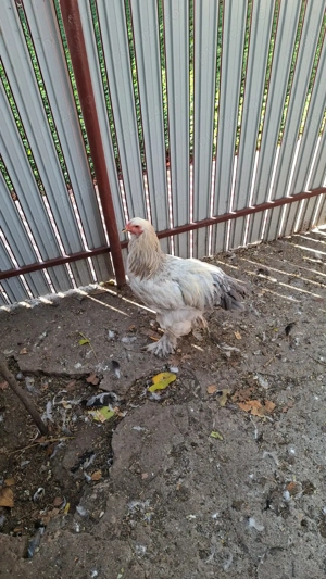 Vind Cocoși Brahma  - imagine 4