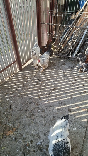 Vind Cocoși Brahma  - imagine 5