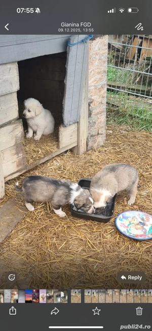 catelusi ciobanesc bucovinean