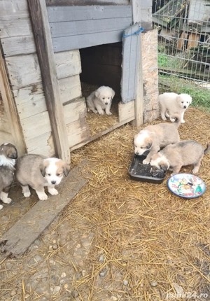 catelusi ciobanesc bucovinean - imagine 2