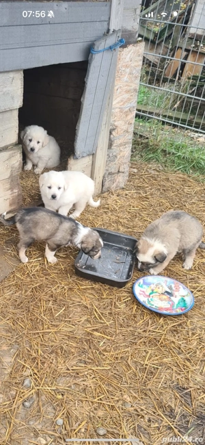 catelusi ciobanesc bucovinean - imagine 3