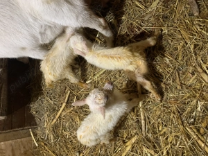 Vand capre saanen foarte bune de lapte - imagine 4