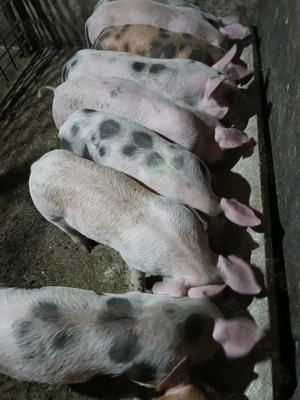 De vânzare Purceii.  - imagine 2