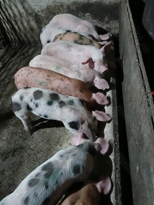 De vânzare Purceii.  - imagine 4