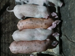 De vânzare Purceii.  - imagine 3