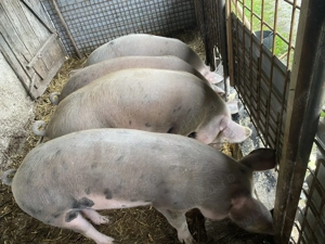 Vând porci 100-120 kg și unul peste 200 kg