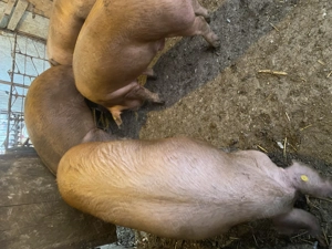 Vând porci 100-120 kg și unul peste 200 kg - imagine 4