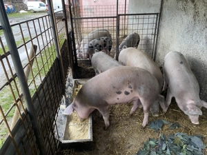 Vând porci 100-120 kg și unul peste 200 kg - imagine 3
