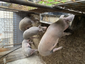 Vând porci 100-120 kg și unul peste 200 kg - imagine 2