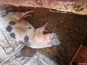 vand purcei  - imagine 3