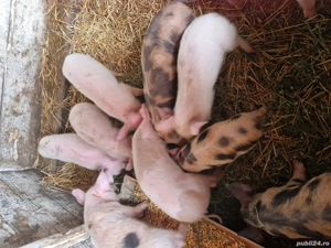 vand purcei  - imagine 2