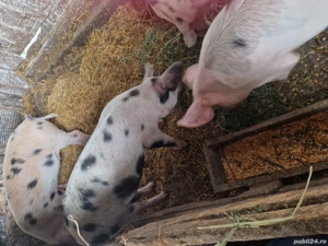 vand purcei  - imagine 4