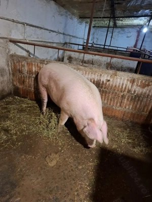 Vând porc de țară crescut natural 