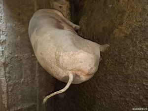 vand scroafa pietrean belcian