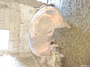 vand scroafa pietrean belcian - imagine 3