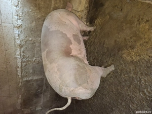 vand scroafa pietrean belcian - imagine 2