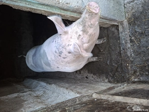 vand scroafa pietrean belcian - imagine 4