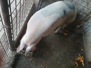 Porci Pietrain de vanzare - imagine 2