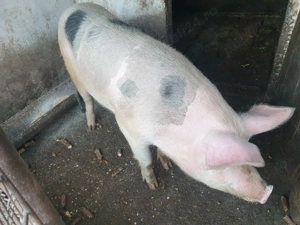 Porci Pietrain de vanzare - imagine 3