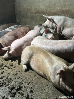 vand porci  - imagine 2