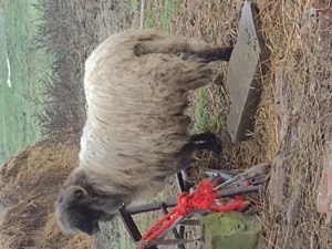 Vând o mioara și un mior 