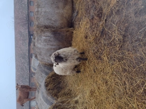 Vând o mioara și un mior  - imagine 3