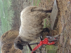 Vând o mioara și un mior  - imagine 2