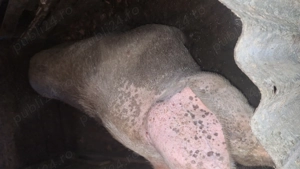 Scroafă de vânzare 