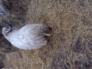 Vând o mioara și un mior  - imagine 4