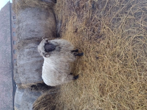 Vând o mioara și un mior  - imagine 5