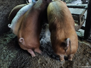 Purcei Duroc 2 perechi  - imagine 2