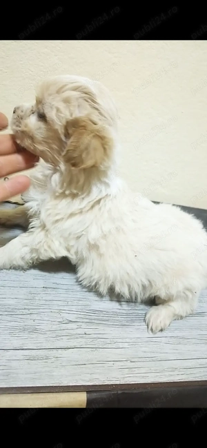 Bichon maltez băiat OFERTA PREȚ   