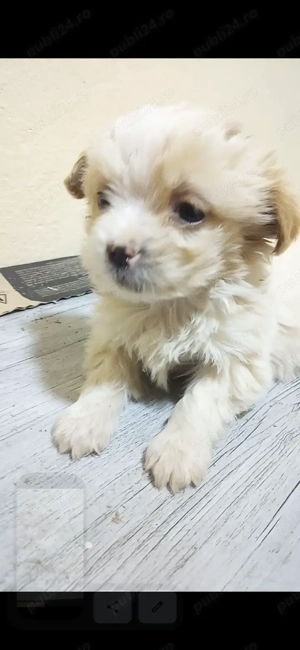 Bichon maltez OFERTA    PREȚ    - imagine 2