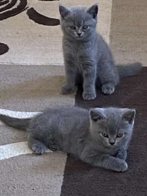 Piscute British &scottish - imagine 3