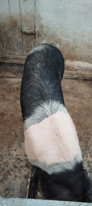 Vând porc  - imagine 3