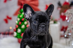 Bulldog Francez - Negru curat - posibilitate transport - buldog francez  - imagine 3