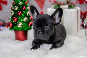 Bulldog Francez - Negru curat - posibilitate transport - buldog francez  - imagine 2