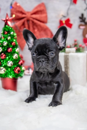 Bulldog Francez - Negru curat - posibilitate transport - buldog francez  - imagine 5