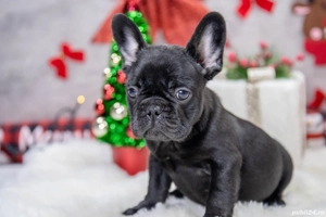 Bulldog Francez - Negru curat - posibilitate transport - buldog francez  - imagine 4