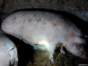 Vand porc  - imagine 3