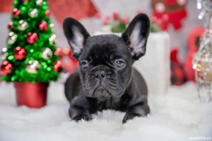 Bulldog Francez - Negru curat - posibilitate transport - buldog francez 