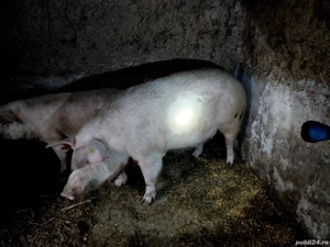 Vand porc  - imagine 4