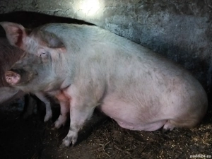 Vand porc  - imagine 5